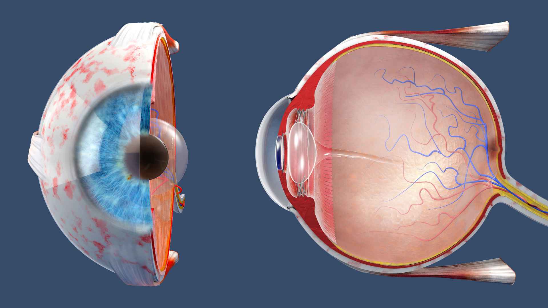 Image of eye and the cornea - the domed shaped outer most part of the eye.